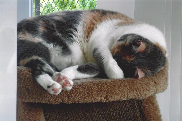 /Images/uploads/Cat Welfare Association/catwelfare2019calendarcontest/entries/6903thumb.jpg